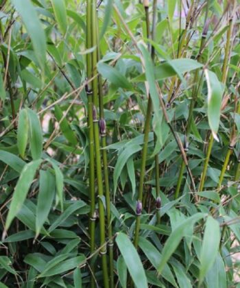 Bamboe Fargesia 'Violet Woods'