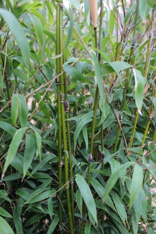 Bamboe Fargesia 'Violet Woods'