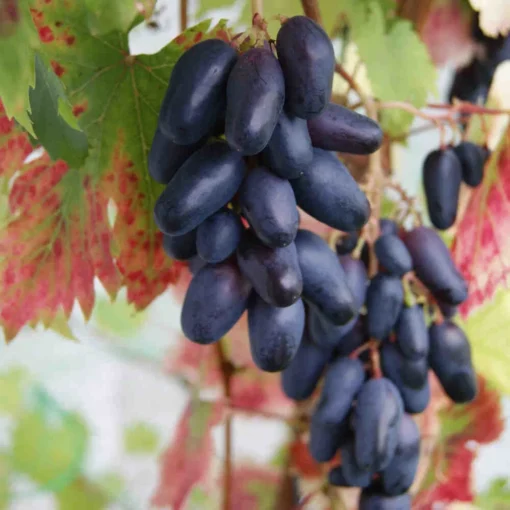 Vitis Vinifera 'Souvenir' - Dadeldruif