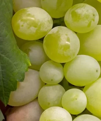 Vitis Vinifera 'Polo Muscat' - Muskaatdruif