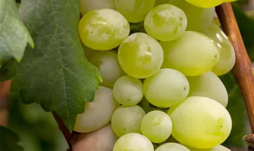 Vitis Vinifera 'Polo Muscat' - Muskaatdruif
