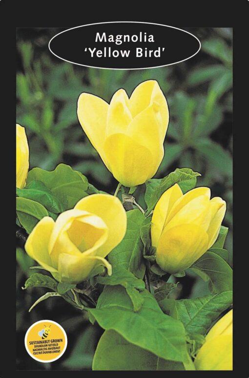 Magnolia 'Yellow Bird' - Afbeelding 2