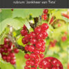 Ribes rubrum 'Jonkheer van Tets' - rode bes
