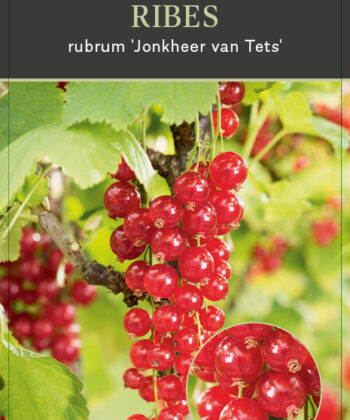 Ribes rubrum 'Jonkheer van Tets' - rode bes