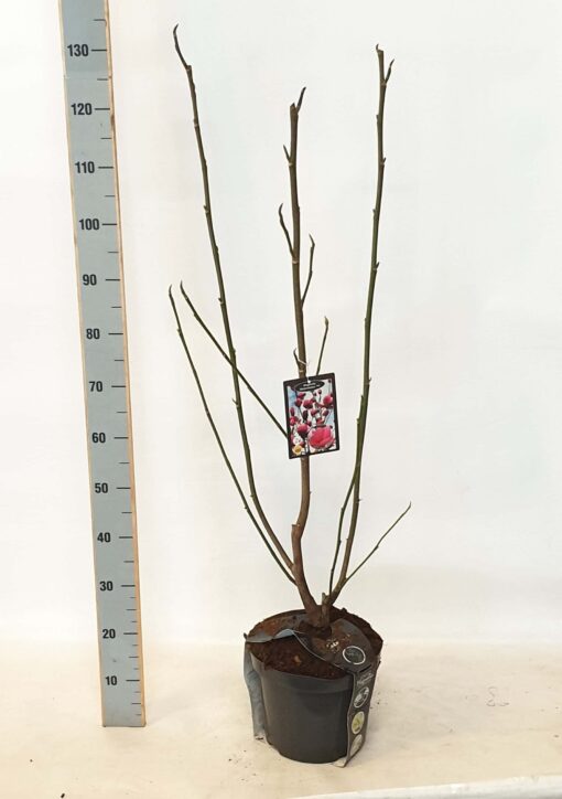 Magnolia 'Watermelon' pbr