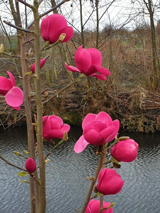Magnolia 'Watermelon' pbr - Afbeelding 2