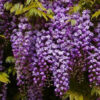 Wisteria floribunda 'Black Dragon'
