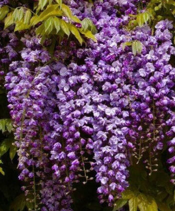 Wisteria floribunda 'Black Dragon'