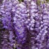 Wisteria sinensis 'Golden King' - Blauwe regen