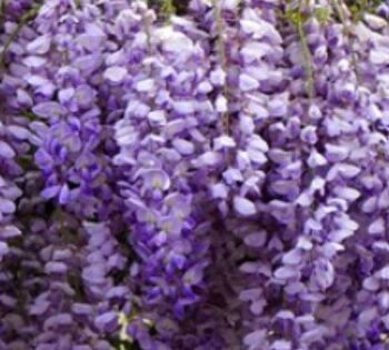 Wisteria sinensis 'Golden King' - Blauwe regen