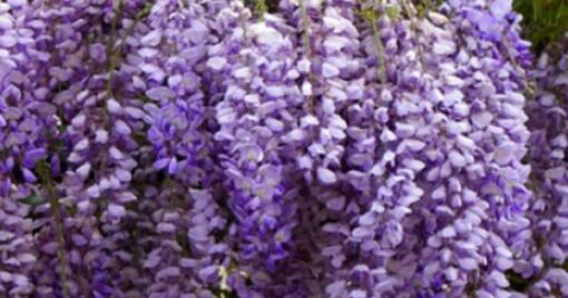 Wisteria sinensis 'Golden King' - Blauwe regen