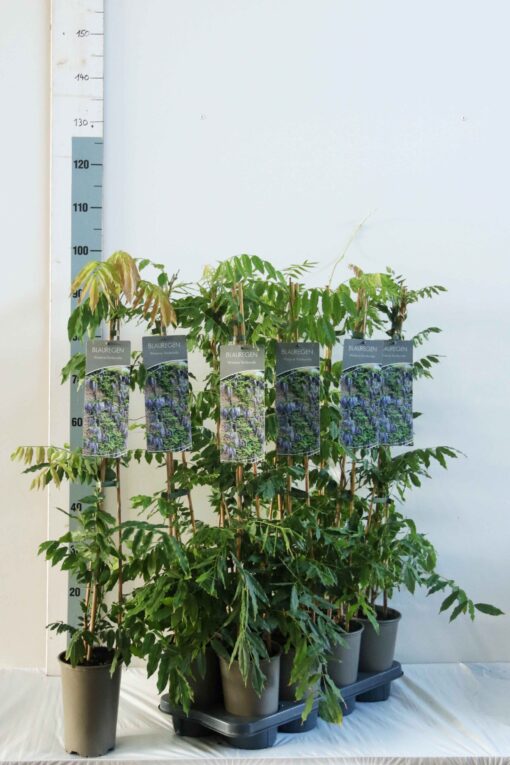 Wisteria japonica 'floribunda' - Blauwe regen - Afbeelding 2