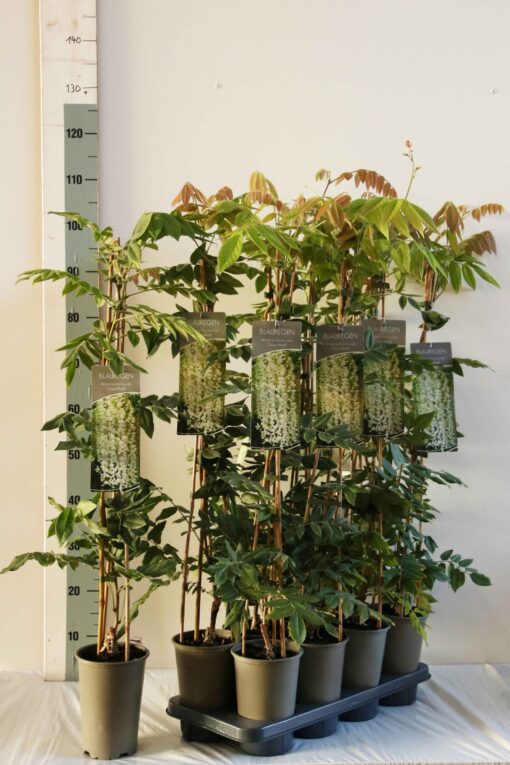 Wisteria Floribunda 'Clara Mack' - Witte blauwe regen - Afbeelding 2
