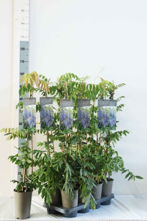 Wisteria Sinensis - Afbeelding 2