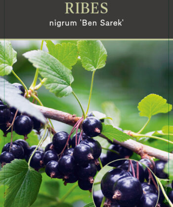 Ribes nigrum ‘Ben Sarek’ - zwarte bes