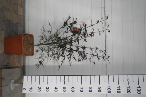 Acer Palmatum 'Atrolinear' - Afbeelding 2