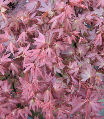 Acer Palmatum 'Brown Sugar' ('JWW7')