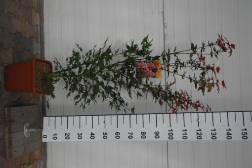 Acer Palmatum 'Brown Sugar' ('JWW7') - Afbeelding 2