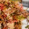 Acer Palmatum 'Cascade Ruby'