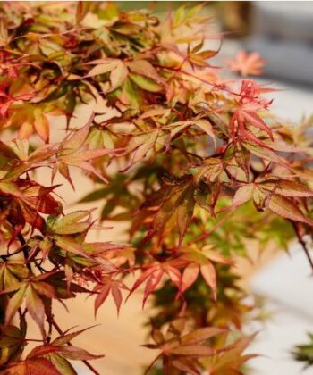 Acer Palmatum 'Cascade Ruby'