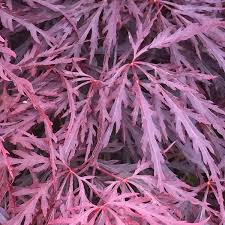 Acer Palmatum 'Crimson Queen'