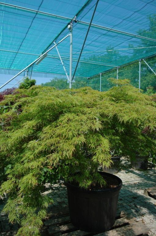 Acer Palmatum 'Dissectum Viridis' - Afbeelding 2