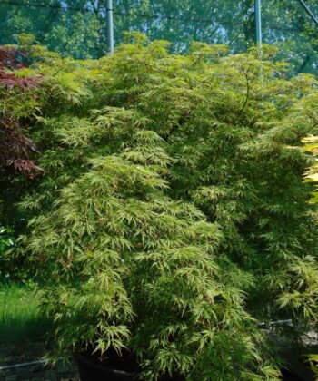 Acer Palmatum 'Dissectum Viridis'