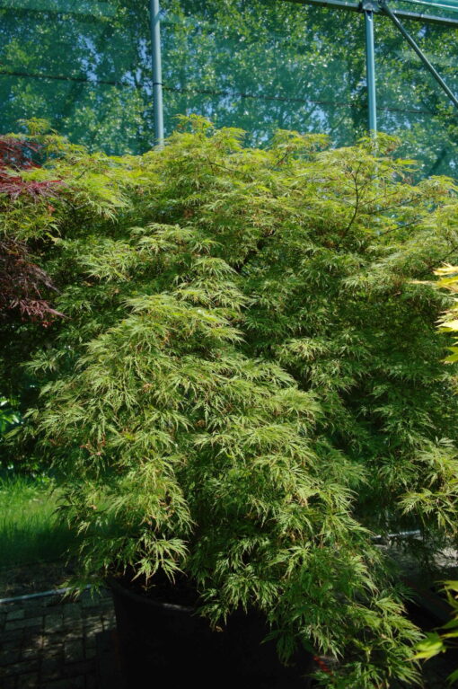 Acer Palmatum 'Dissectum Viridis'
