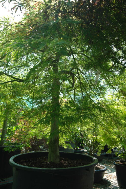 Acer Palmatum 'Dissectum Viridis' - Afbeelding 2