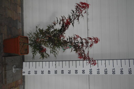 Acer Palmatum 'Extravaganza' - Afbeelding 2