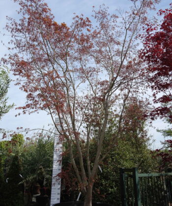 Acer palmatum 'Fireglow'