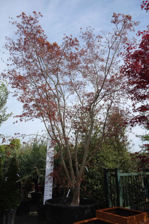 Acer palmatum 'Fireglow'