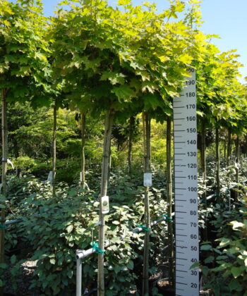 Acer Globosum