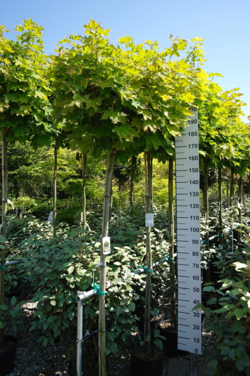 Acer Globosum