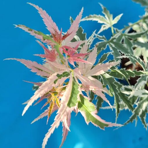 Acer Palmatum 'Iyoshi'