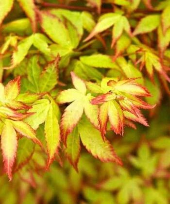 Acer Palmatum 'Little Princess'