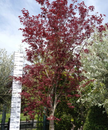 Acer Palmatum 'Masu-Kagami'