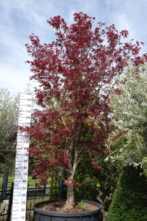Acer Palmatum 'Masu-Kagami'
