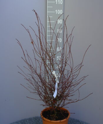 Acer Palmatum 'Miranium redo'