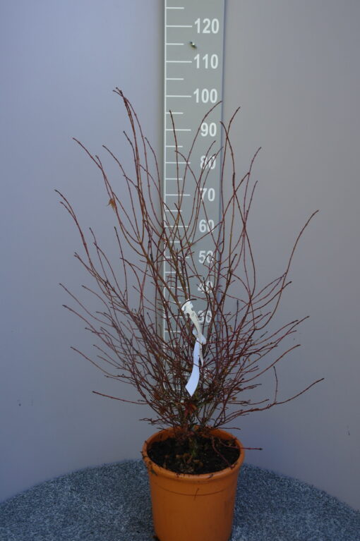 Acer Palmatum 'Miranium redo'
