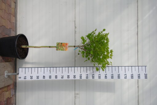 Acer shirasawanum 'Moonrise' - Afbeelding 2