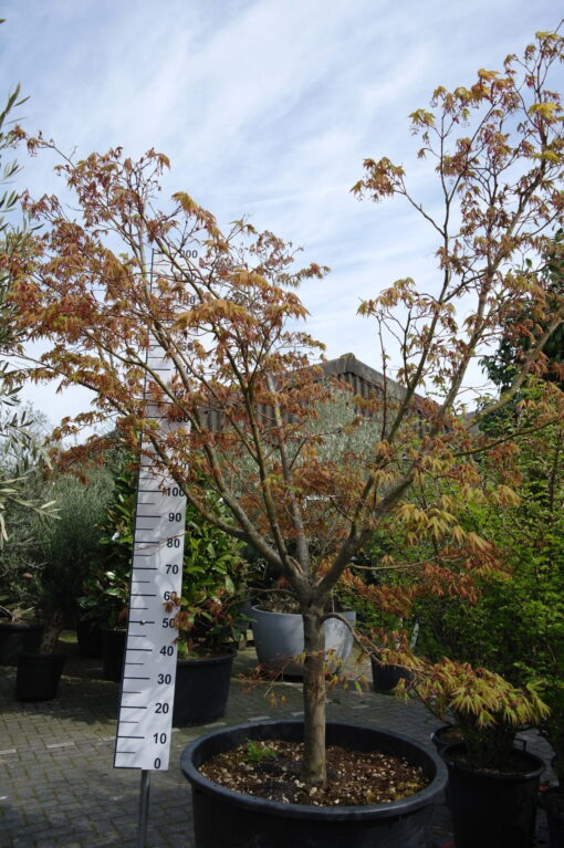 Acer palmatum 'Osakazuki'