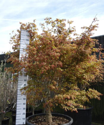 Acer palmatum 'Osakazuki'
