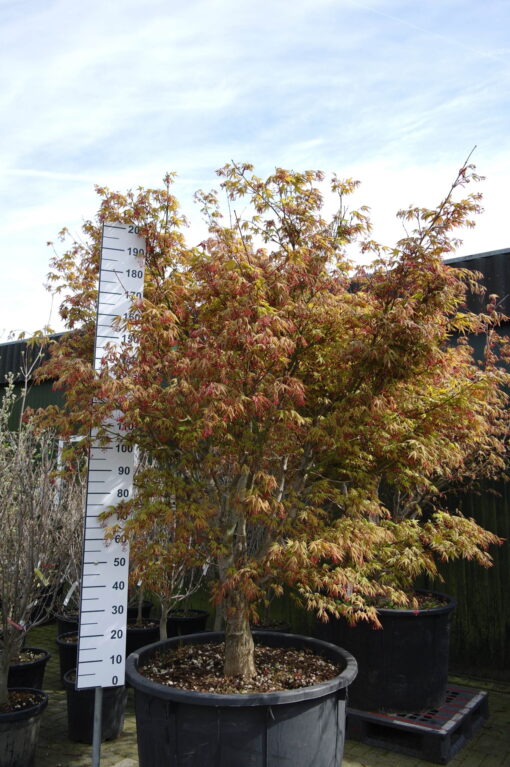Acer palmatum 'Osakazuki'