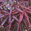 Acer Palmatum 'Atrolinear'