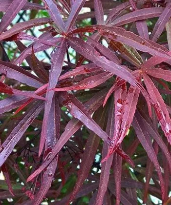 Acer Palmatum 'Atrolinear'