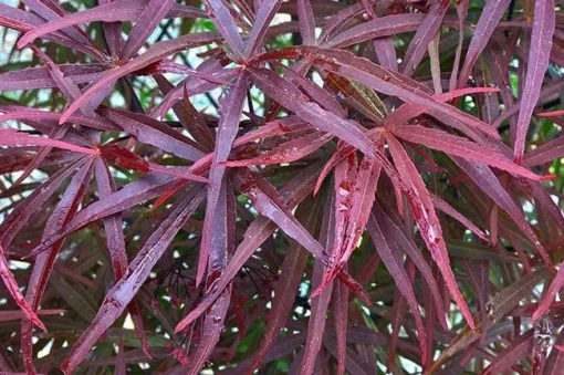 Acer Palmatum 'Atrolinear'
