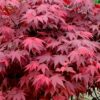 Acer palmatum Atropurpureum
