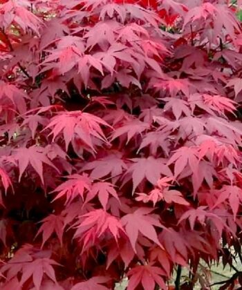 Acer palmatum Atropurpureum