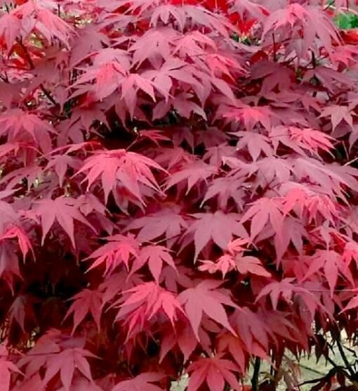 Acer palmatum Atropurpureum